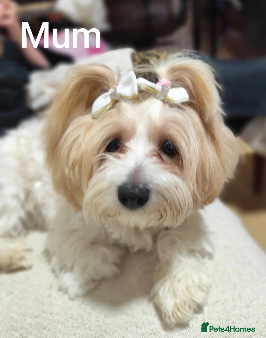 Maltipoo dogs for sale: Adorable F1 Maltipoo Puppies  in Bolton - Advert 13