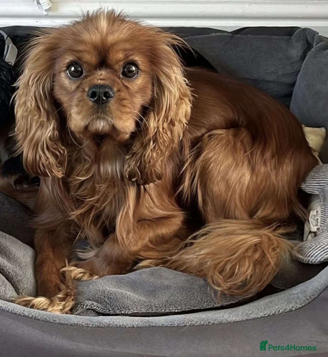Cavalier King Charles Spaniel dogs for sale: ✨️ KC Registered Cavaliers – 1 Girl + 2 Boys  - Advert 5