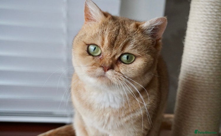 Scottish Fold cats Gorgeous Scottish Straight Girl - Advert 11