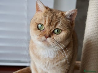 Scottish Fold cats for sale: Gorgeous Scottish Straight Girl - Advert 1