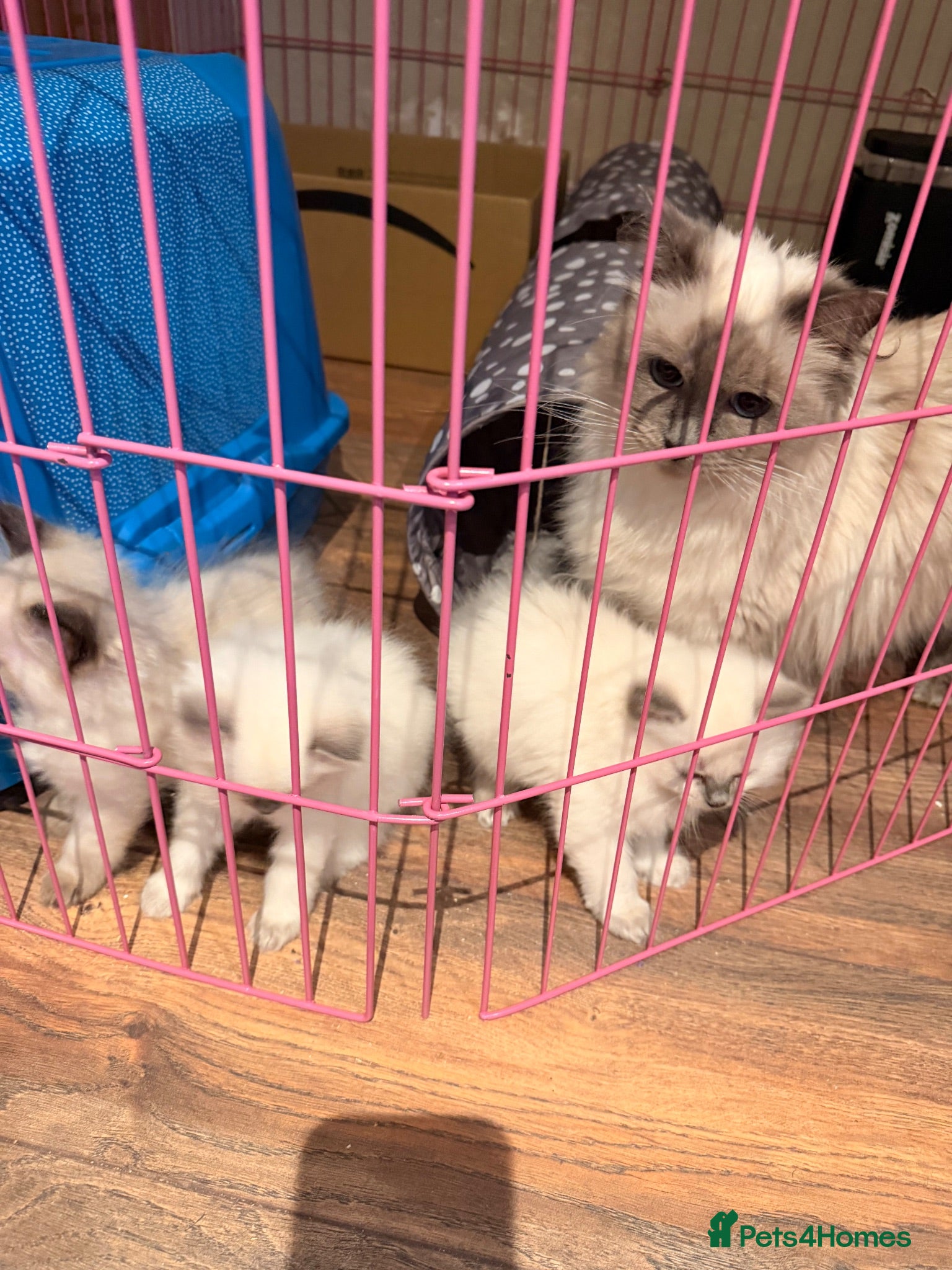 Ragdoll cats Pure bred blue pointed lynx ragdolls - Advert 2