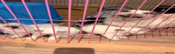 Ragdoll cats for sale: Pure bred blue pointed lynx ragdolls - Advert 1