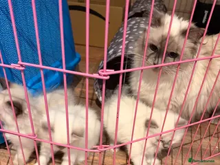 Ragdoll cats Pure bred blue pointed lynx ragdolls - Advert 5