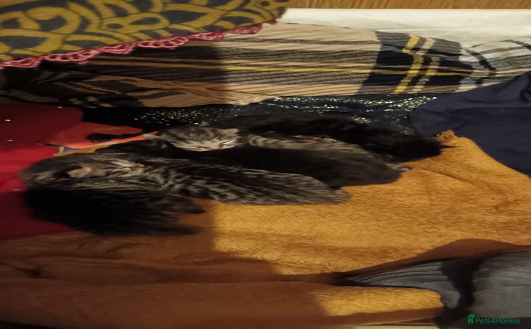 Mixed Breed cats - Advert 16