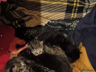 Mixed Breed cats - Advert 18