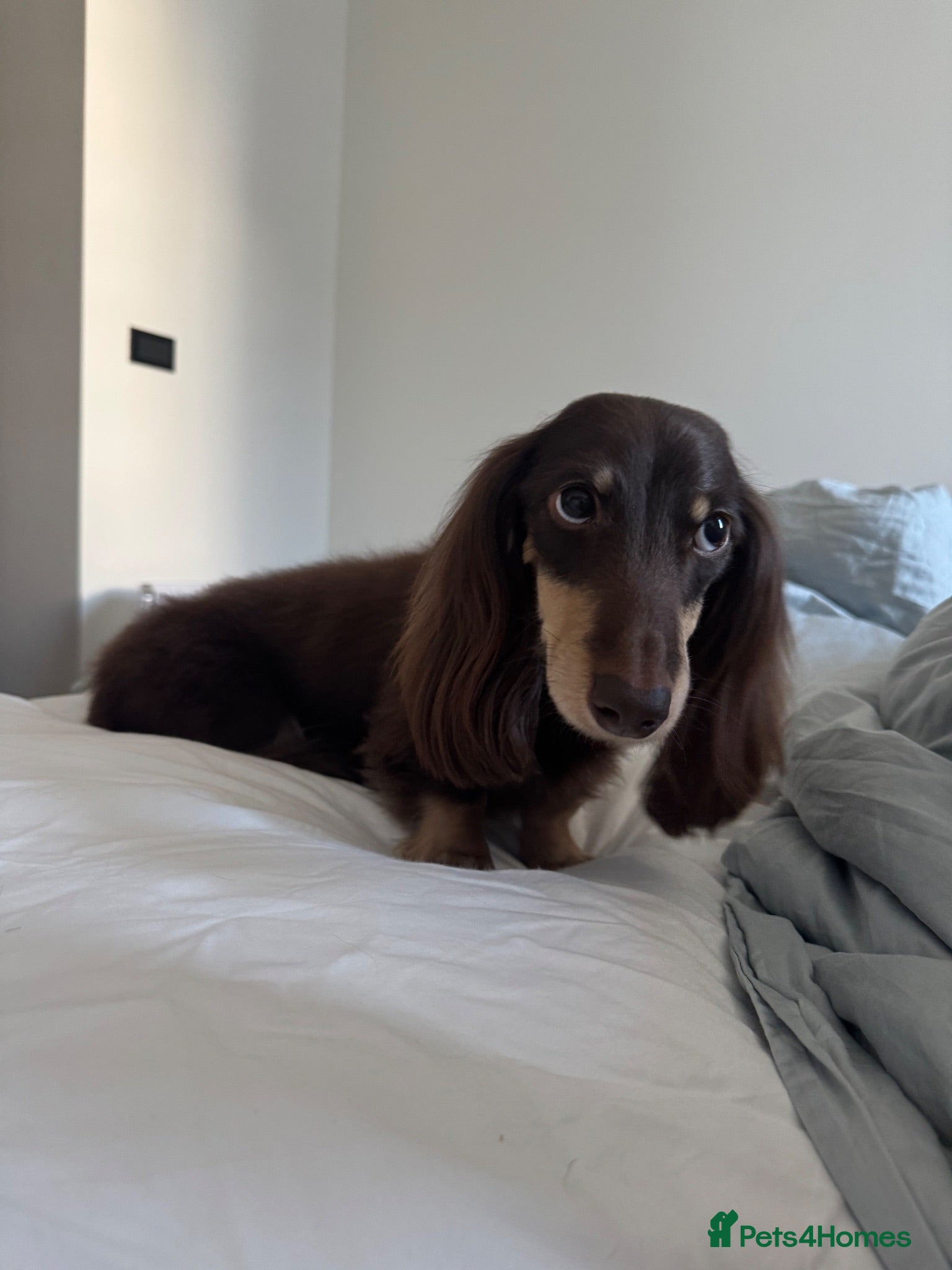 Miniature Dachshund dogs Miniature Dacshund Stud  - Advert 1