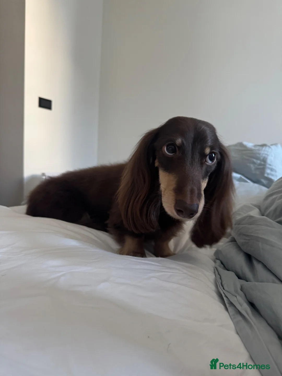 Miniature Dachshund dogs for stud: Miniature Dacshund Stud  - Advert 1