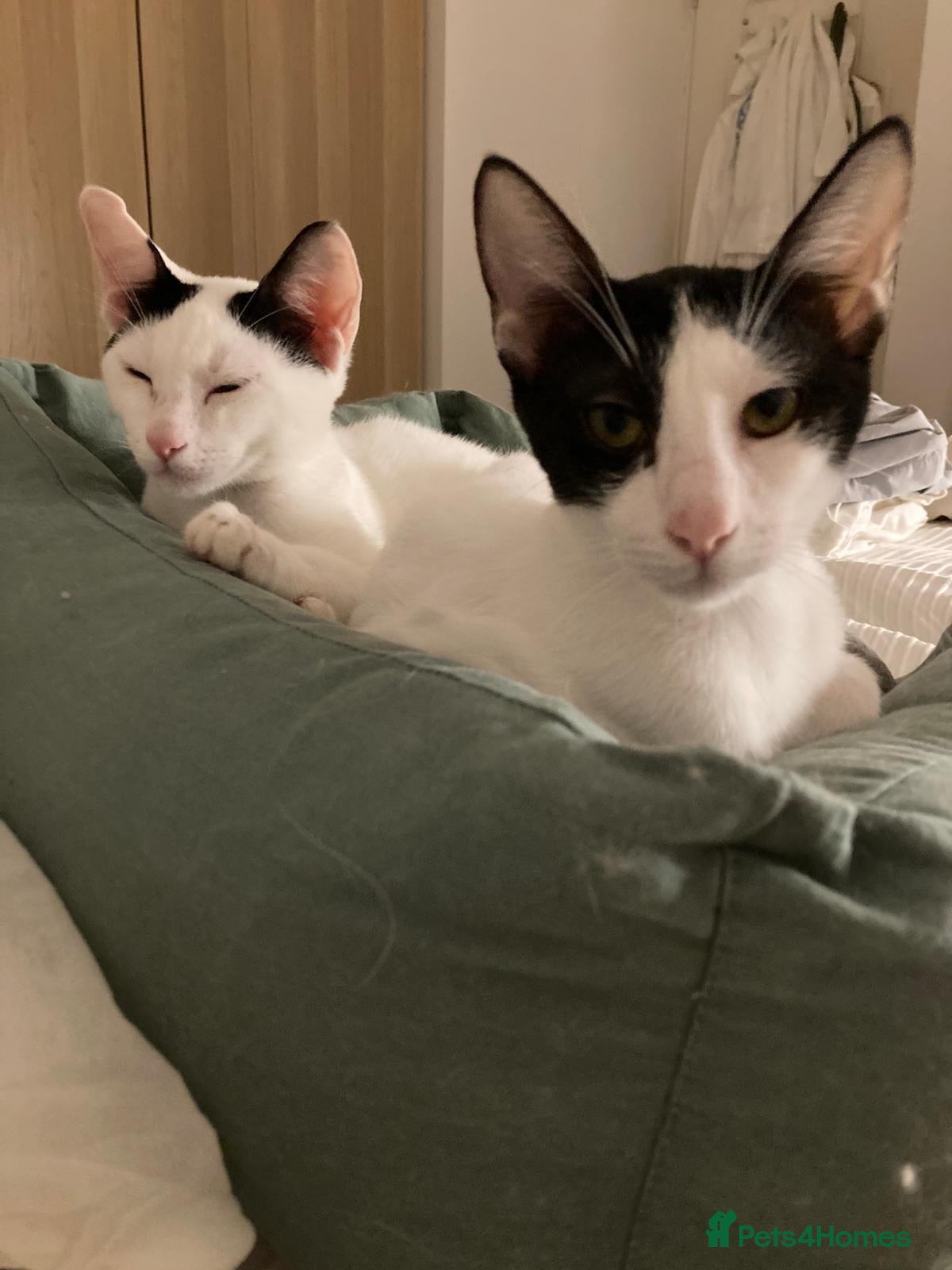 Domestic Shorthair cats Felix & Tux: Affectionate, Cuddly, and Curious - Advert 4