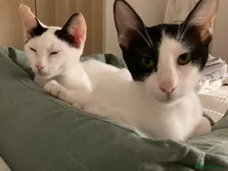 Domestic Shorthair cats Affectionate, Cuddly and Curious Felix & Tux - Advert 1