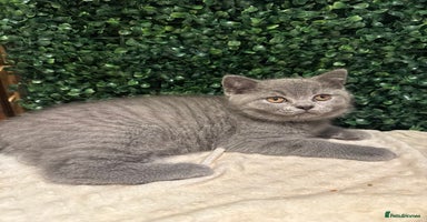 British Shorthair cats - Advert 11