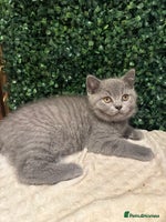 British Shorthair cats - Advert 4