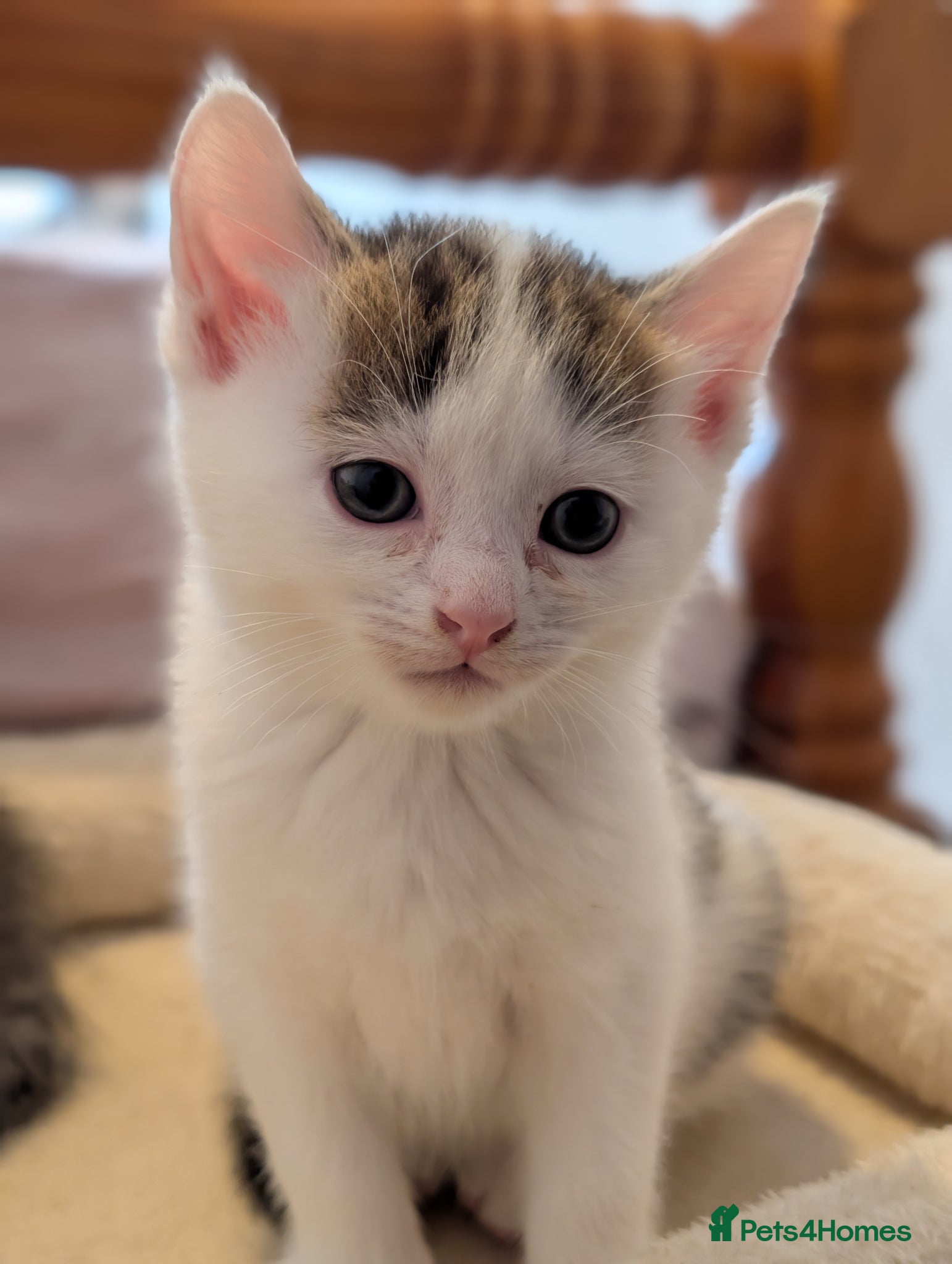Mixed Breed cats Persian cross mix - Advert 11