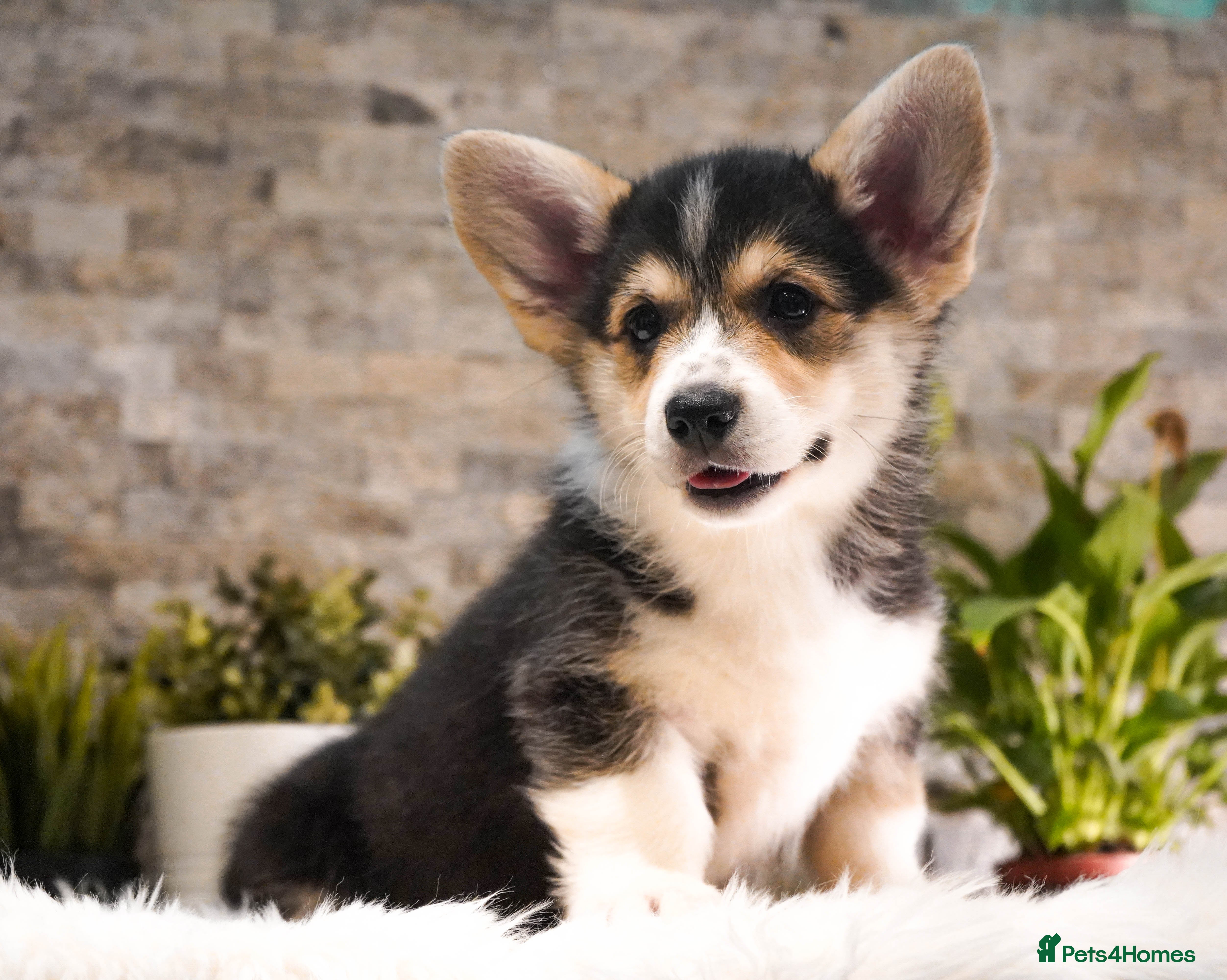 Welsh Corgi Pembroke dogs Welsh Corgi (Pembroke) - Advert 3
