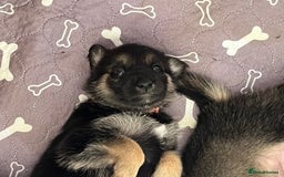 Shepsky dogs for sale: German Shepherd/Shepsky Puppies - Image 7
