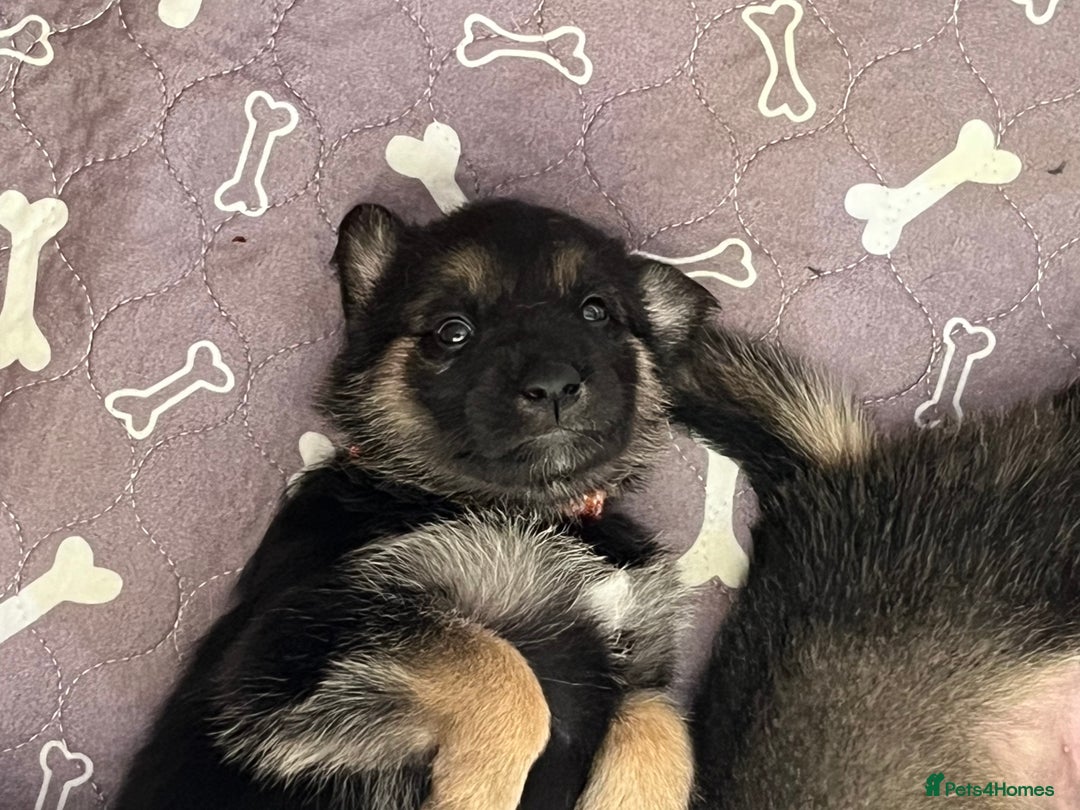 Shepsky dogs for sale: German Shepherd/Shepsky Puppies - Image 7