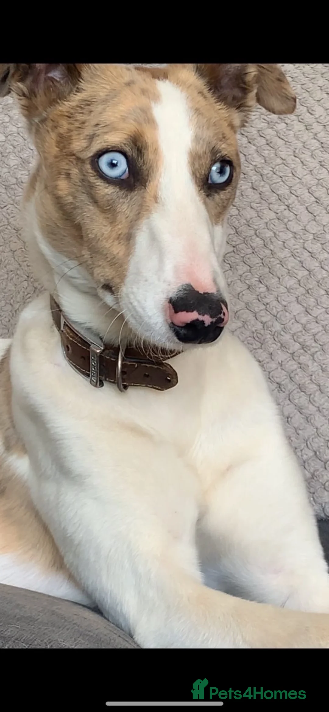 Lurcher dogs for sale: Collie x greyhound  - Advert 1