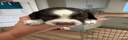 English Springer Spaniel dogs for sale: KC Registered English Springer Spaniel Puppies  - Advert 9