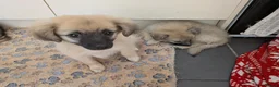 Mixed Breed dogs for sale: Beautiful Pomeranian X. Ready to go!  - Advert 3