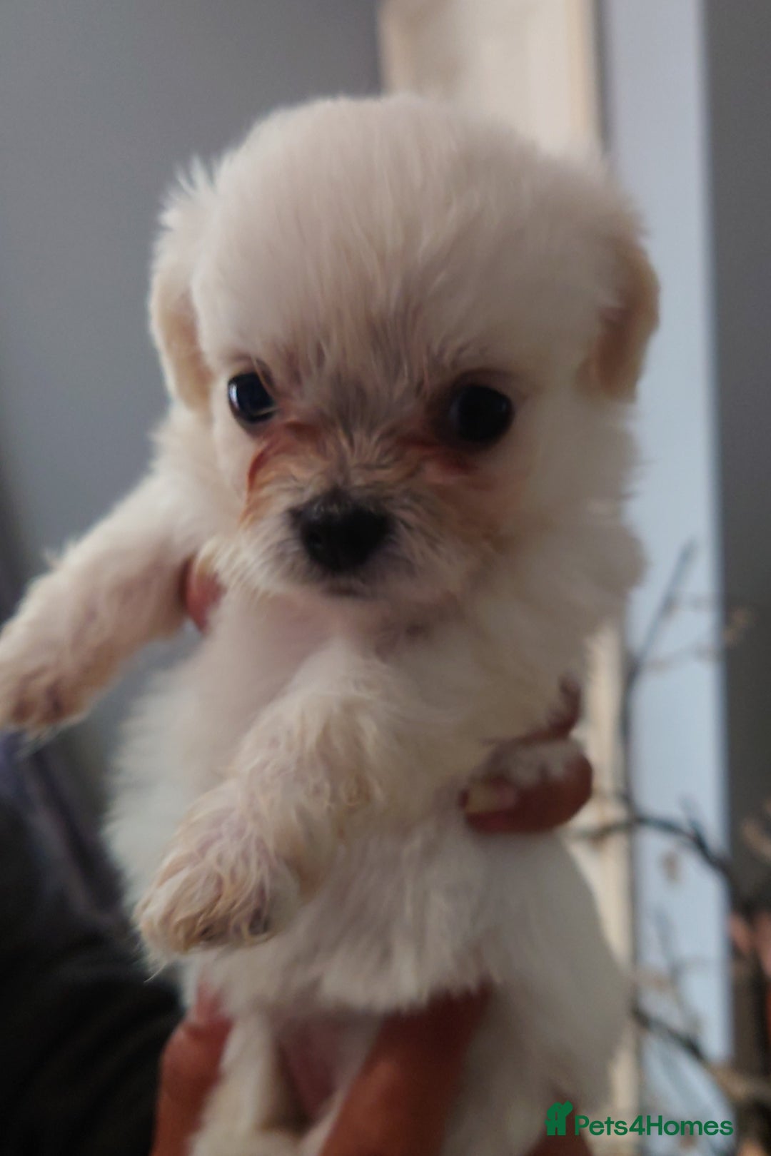 Mixed Breed dogs for sale: Shipoo x chihuahua ❤️ - Image 2