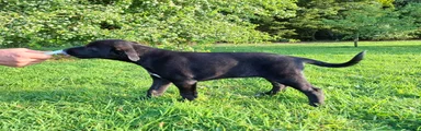 Lurcher Puppy 2