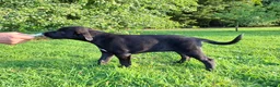Lurcher dogs for sale: Greyhound x shepherd/collie  in Hungerford - Advert 22