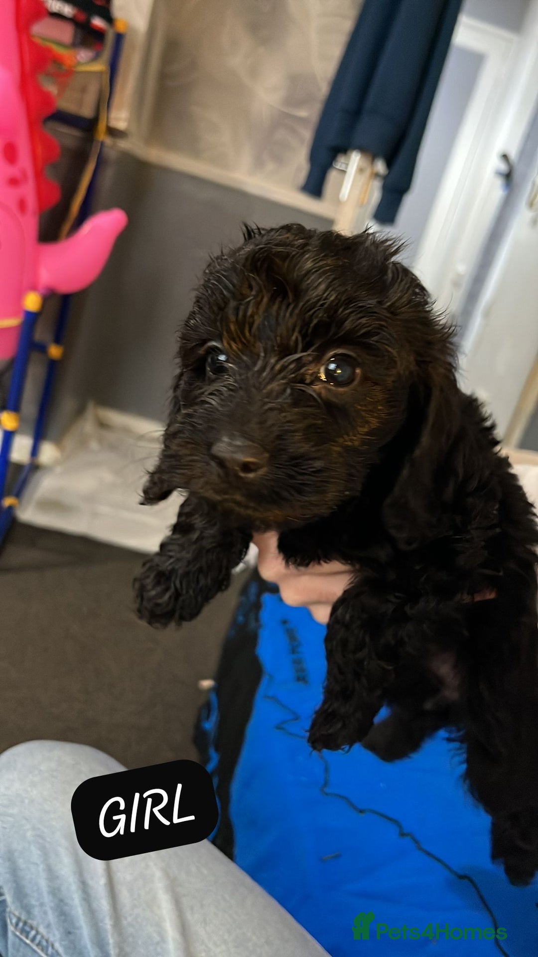 Cockapoo dogs for sale: 3 x Cockapoo Puppy’s For Sale - Advert 4