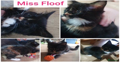 Mixed Breed cats - Advert 8