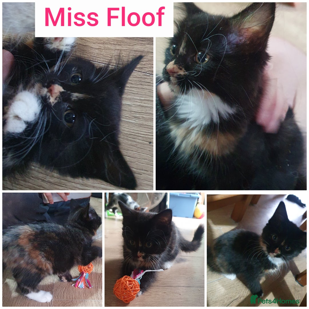 Mixed Breed cats for sale: Fluffy and short haired bundles of joy - Image 3