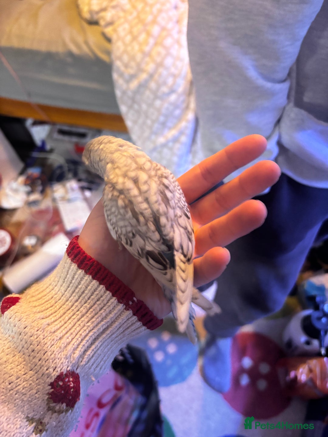 Budgerigars birds for sale: Hand tame budgies  - Advert 5