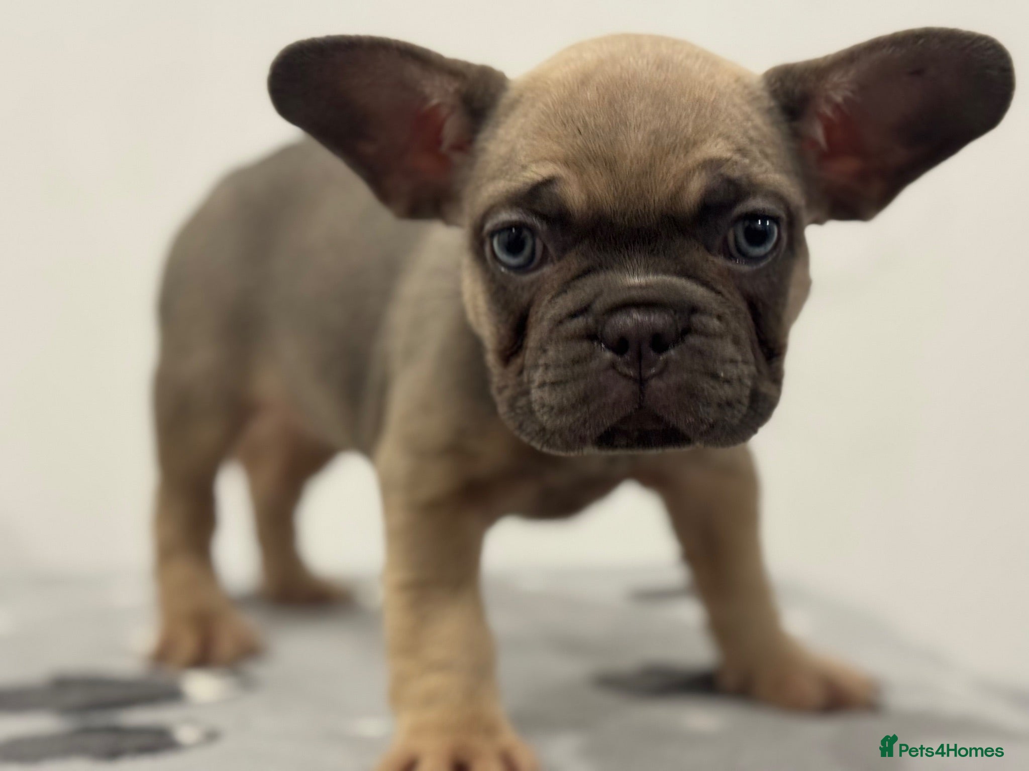 French Bulldog dogs French bulldog puppies looking for forever homes  - Advert 2