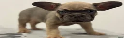 French Bulldog dogs for sale: French bulldog puppies looking for forever homes  in Staines - Advert 2