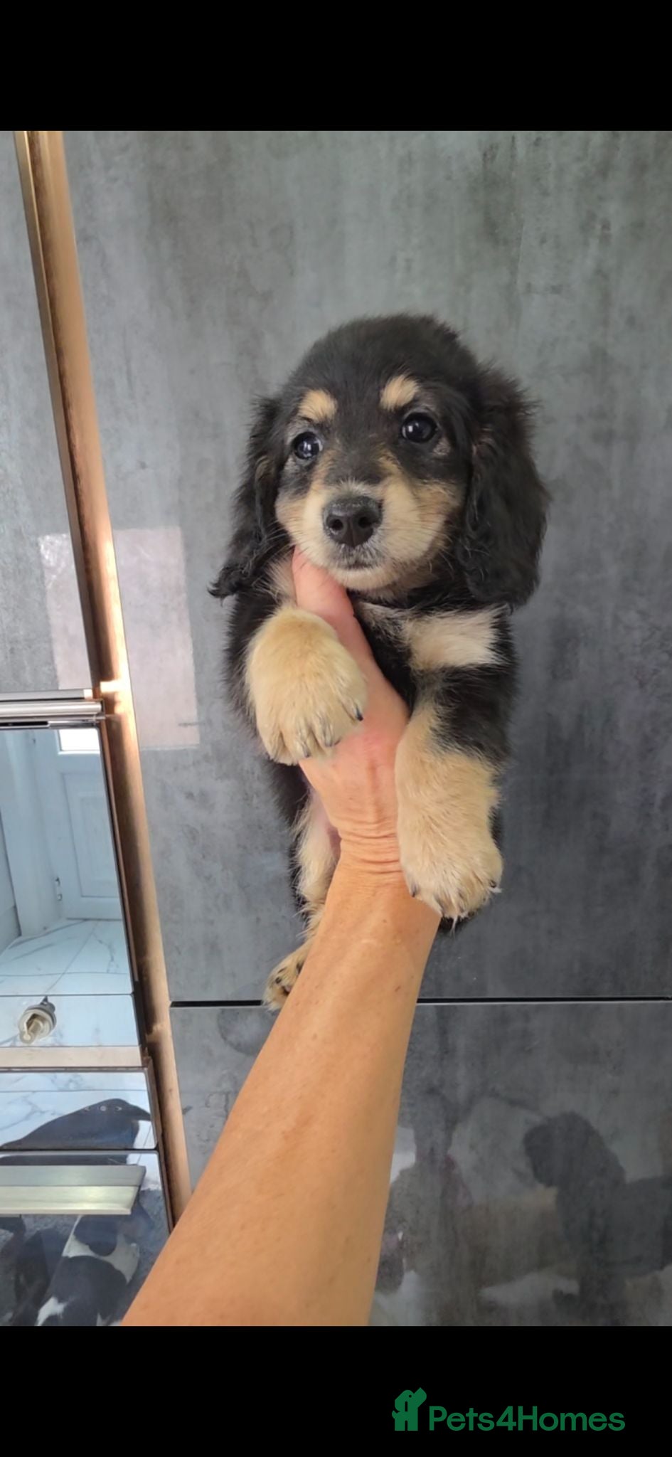 Miniature Dachshund dogs  Cream Miniature long-haired Dachshund  - Advert 10