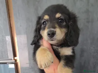 Miniature Dachshund dogs Cream Miniature long-haired Dachshund - Advert 10