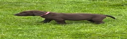 Labrador Retriever dogs for sale: Chocolate Labradors  - Advert 26