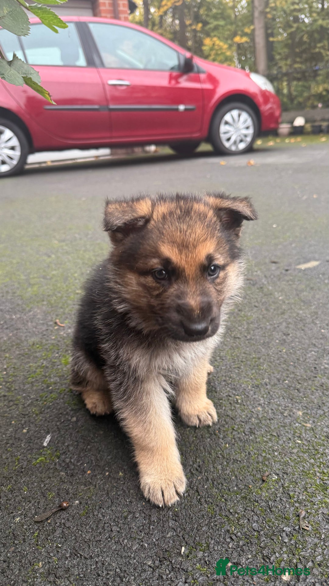 German Shepherd dogs for sale: Part of our love family ❤️ - Advert 8