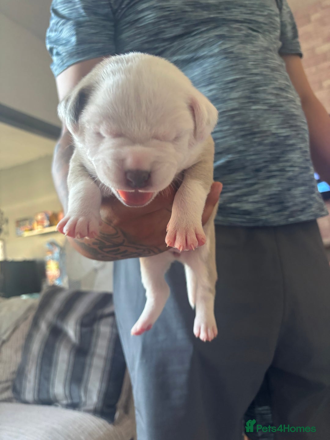 American Bulldog dogs for sale: American bulldogs - Image 8