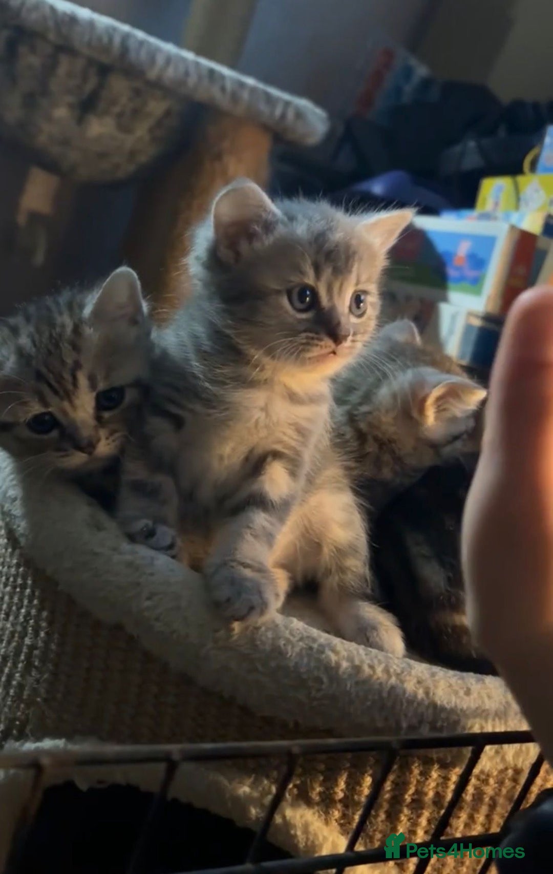 British Shorthair cats for sale: Cute British shorthair kittens - Advert 5