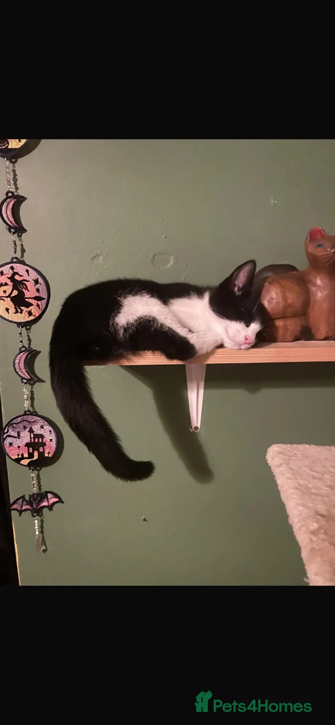 Mixed Breed cats for sale: Dickie 12 months old £50 - Advert 3