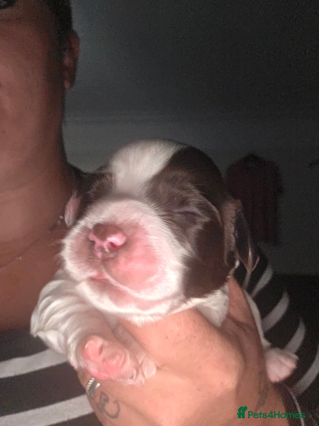 Sprocker dogs for sale: 6 Sprocker Pups - Image 6