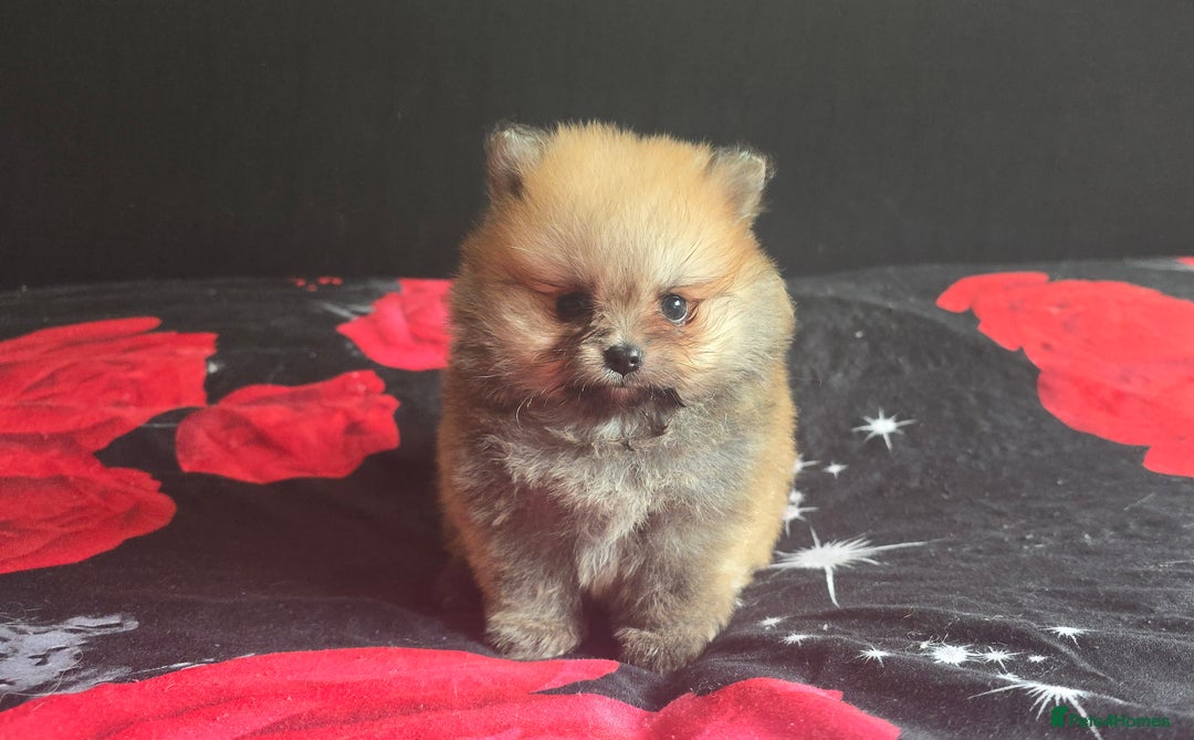 Pomeranian dogs for sale: 🔥XXXS🔥Pomeranian puppies🔥KC reg🔥for sale🔥 - Image 14