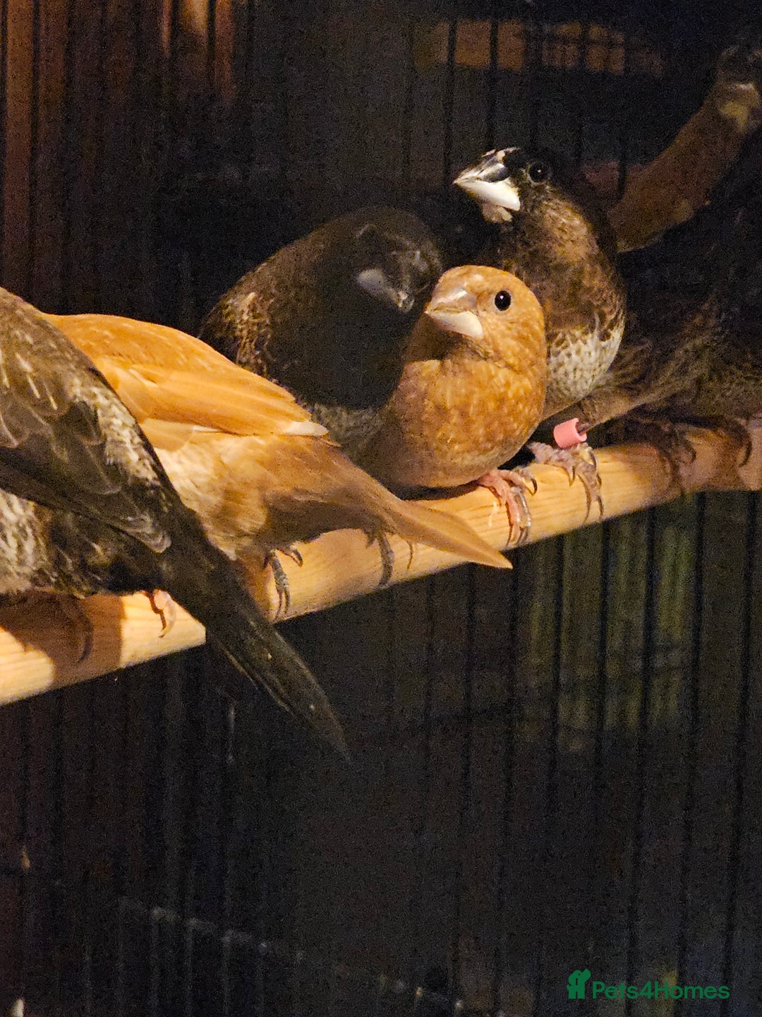 Finches birds for sale: Goldfinches, Bengalese finches & Zebra Finches - Advert 17