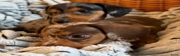 Miniature Dachshund dogs for sale: Stunning Dapple Miniature Dachshund’s  - Advert 6