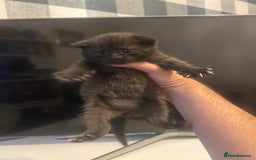 British Shorthair cats for sale: BSH KITTENS - Image 12