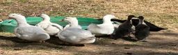 Ducks poultry for sale: FEMALE DUCKS / pair of runners - Advert 5