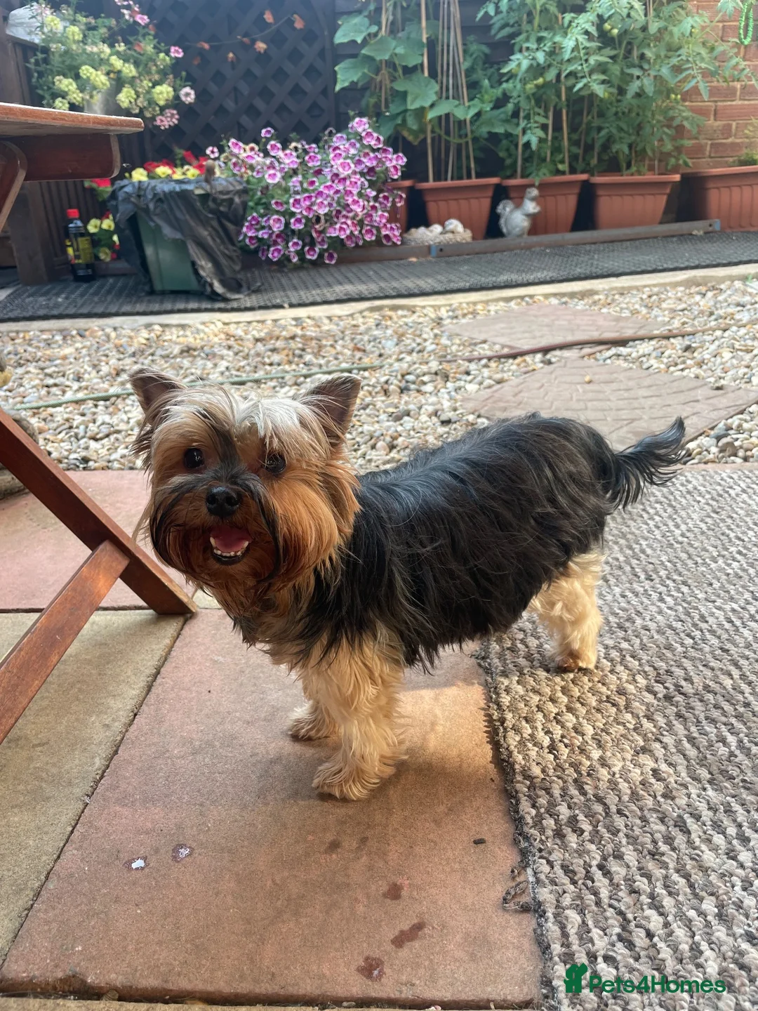 Yorkshire Terrier dogs for sale: 4 Beautiful Yorkshire Terrier Puppies  - Advert 2