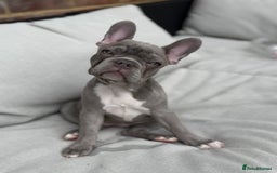 French Bulldog dogs for sale: French bulldog - Image 4
