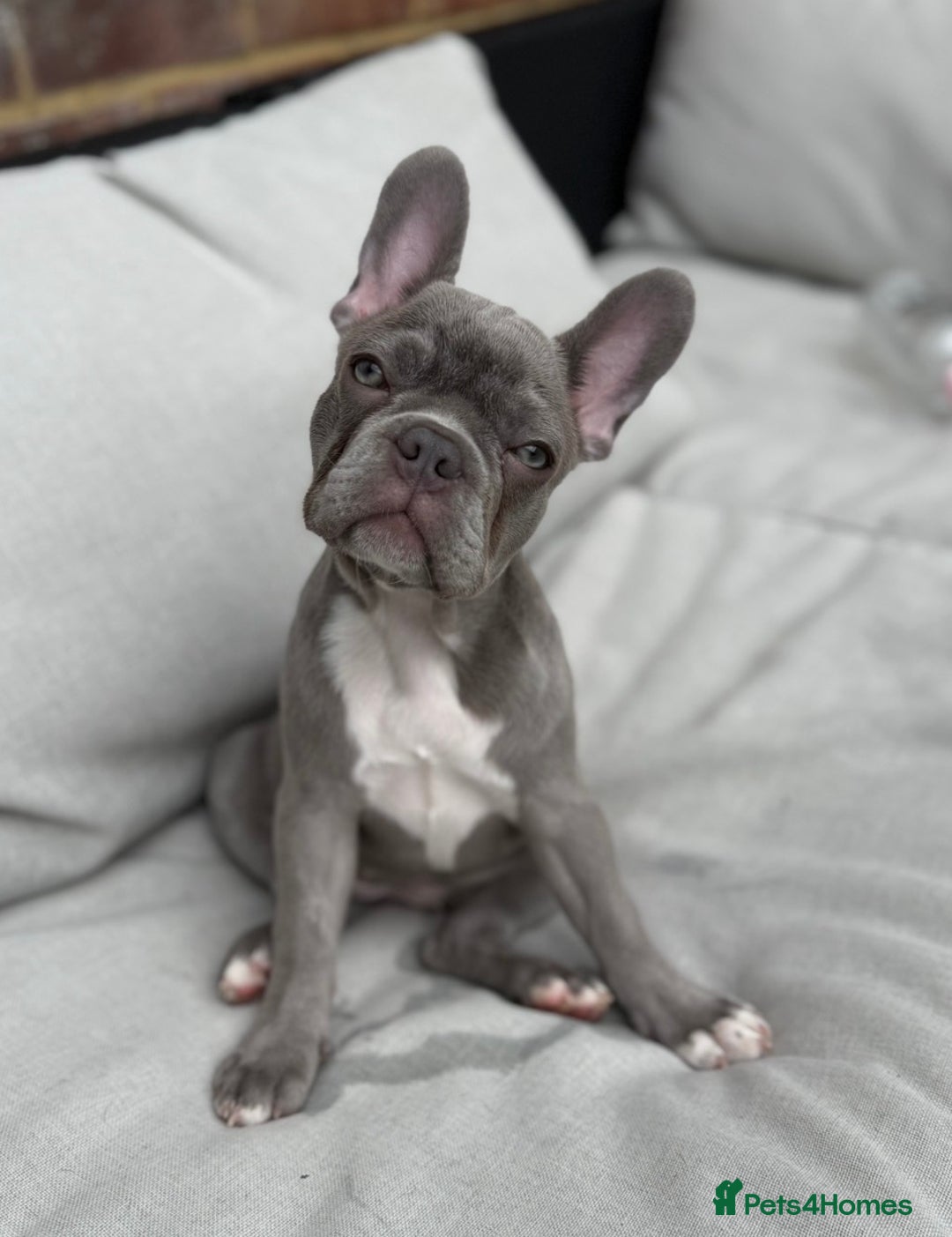 French Bulldog dogs for sale: French bulldog - Image 4