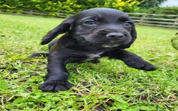 Cocker Spaniel dogs for sale: Cocker Spaniel - Image 1