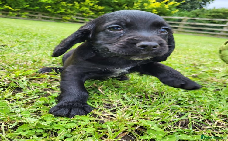 Cocker Spaniel dogs - Advert 1
