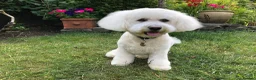 Bichon Frise dogs for stud: Pure Bichon Friese in Bargoed - Advert 4